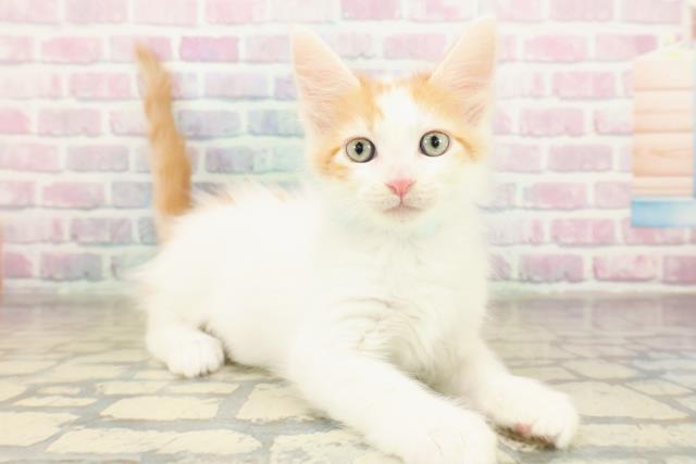 神奈川県のメインクーン (Coo&RIKU江の島店/2025年11月7日生まれ/男の子/レッドタビーホワイト)の子猫の3枚目の画像