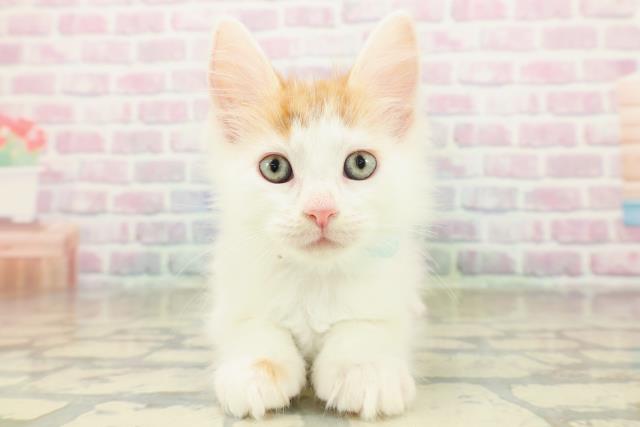 神奈川県のメインクーン (Coo&RIKU平塚店/2025年11月7日生まれ/男の子/レッドタビーホワイト)の子猫の1枚目の画像