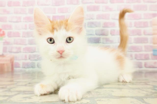 神奈川県のメインクーン (Coo&RIKU平塚店/2025年11月7日生まれ/男の子/レッドタビーホワイト)の子猫の2枚目の画像