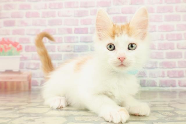 神奈川県のメインクーン (Coo&RIKU平塚店/2025年11月7日生まれ/男の子/レッドタビーホワイト)の子猫の3枚目の画像