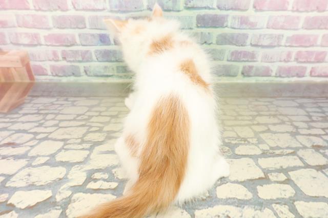 神奈川県のメインクーン (Coo&RIKU平塚店/2025年11月7日生まれ/男の子/レッドタビーホワイト)の子猫の4枚目の画像