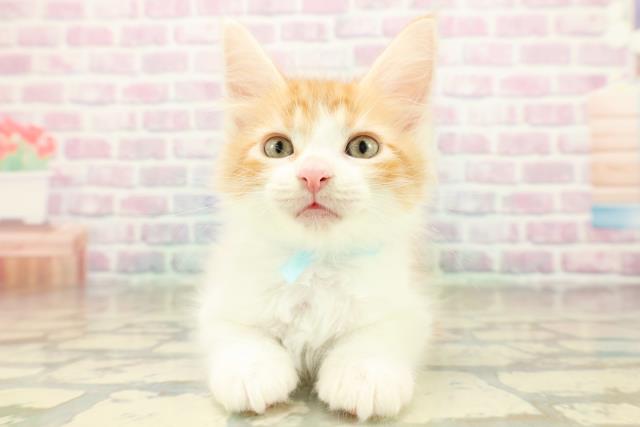 神奈川県のメインクーン (Coo&RIKU小田原店/2025年11月7日生まれ/男の子/レッドタビーホワイト)の子猫の1枚目の画像