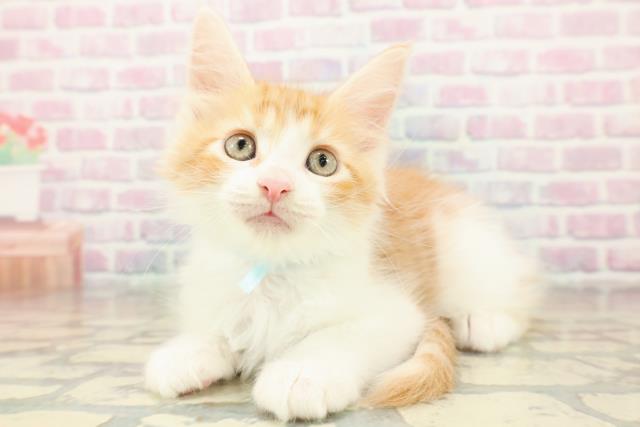 神奈川県のメインクーン (Coo&RIKU小田原店/2025年11月7日生まれ/男の子/レッドタビーホワイト)の子猫の2枚目の画像