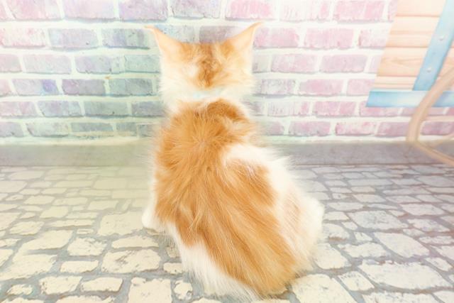 神奈川県のメインクーン (Coo&RIKU小田原店/2025年11月7日生まれ/男の子/レッドタビーホワイト)の子猫の4枚目の画像