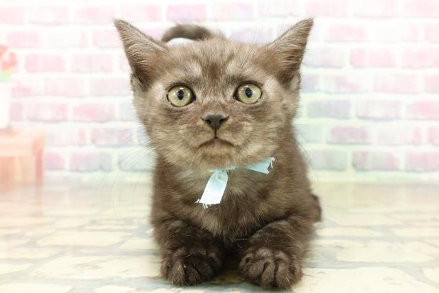 東京都のスコティッシュフォールド (Coo&RIKU府中店/2025年11月8日生まれ/男の子/ブラックスモーク)の子猫の1枚目の画像