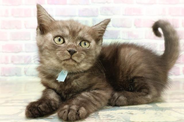 東京都のスコティッシュフォールド (Coo&RIKU府中店/2025年11月8日生まれ/男の子/ブラックスモーク)の子猫の2枚目の画像