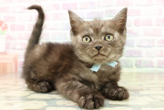 東京都のスコティッシュフォールド (Coo&RIKU府中店/2025年11月8日生まれ/男の子/ブラックスモーク)の子猫の3枚目の画像