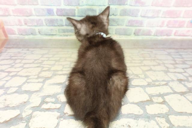 東京都のスコティッシュフォールド (Coo&RIKU府中店/2025年11月8日生まれ/男の子/ブラックスモーク)の子猫の4枚目の画像