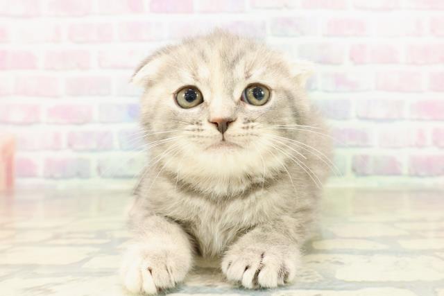 神奈川県のスコティッシュフォールド (Coo&RIKU秦野店/2025年11月8日生まれ/女の子/ブルーパッチドタビー)の子猫の1枚目の画像