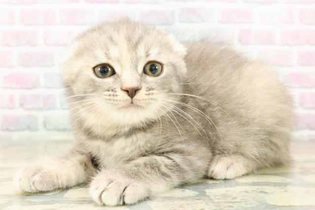 神奈川県のスコティッシュフォールド (Coo&RIKU秦野店/2025年11月8日生まれ/女の子/ブルーパッチドタビー)の子猫の2枚目の画像