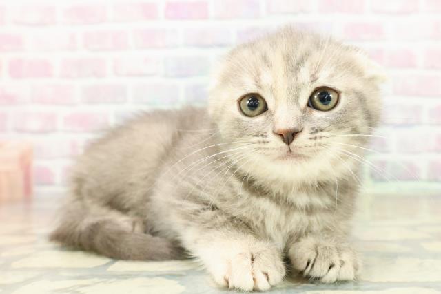 神奈川県のスコティッシュフォールド (Coo&RIKU秦野店/2025年11月8日生まれ/女の子/ブルーパッチドタビー)の子猫の3枚目の画像