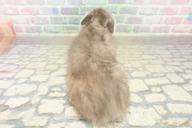 神奈川県のスコティッシュフォールド (Coo&RIKU秦野店/2025年11月8日生まれ/女の子/ブルーパッチドタビー)の子猫の4枚目の画像