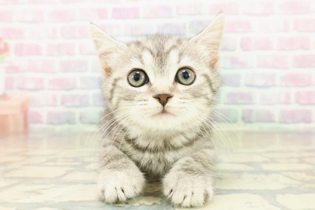 スコティッシュフォールド（立ち耳）