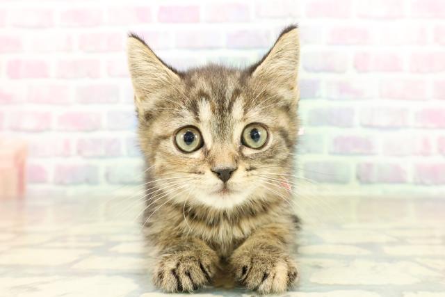 栃木県のスコティッシュフォールド (Coo&RIKU足利店/2025年11月8日生まれ/女の子/ブラウンパッチドタビー)の子猫の1枚目の画像