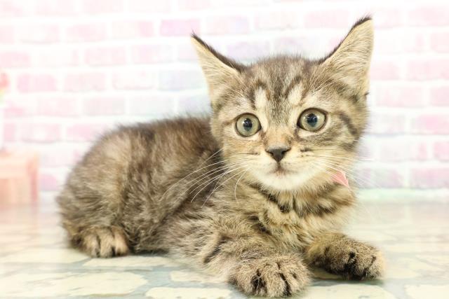 栃木県のスコティッシュフォールド (Coo&RIKU足利店/2025年11月8日生まれ/女の子/ブラウンパッチドタビー)の子猫の3枚目の画像