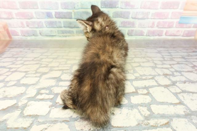 栃木県のスコティッシュフォールド (Coo&RIKU足利店/2025年11月8日生まれ/女の子/ブラウンパッチドタビー)の子猫の4枚目の画像