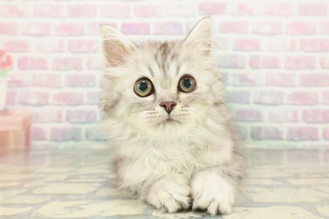 栃木県のミヌエット (Coo&RIKU宇都宮店/2025年11月9日生まれ/男の子/シルバータビー)の子猫の1枚目の画像