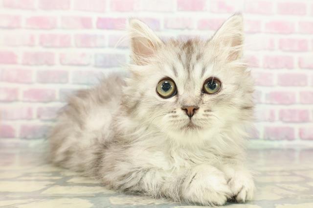 栃木県のミヌエット (Coo&RIKU宇都宮店/2025年11月9日生まれ/男の子/シルバータビー)の子猫の3枚目の画像