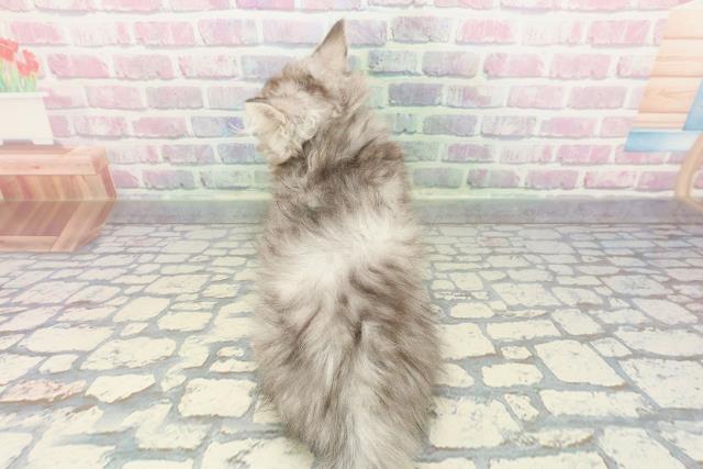 栃木県のミヌエット (Coo&RIKU宇都宮店/2025年11月9日生まれ/男の子/シルバータビー)の子猫の4枚目の画像