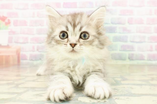 茨城県のミヌエット (Coo&RIKU牛久店/2025年11月9日生まれ/男の子/シルバータビー)の子猫の1枚目の画像