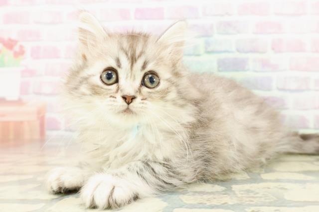 茨城県のミヌエット (Coo&RIKU牛久店/2025年11月9日生まれ/男の子/シルバータビー)の子猫の2枚目の画像