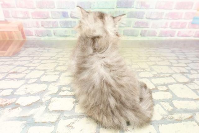 茨城県のミヌエット (Coo&RIKU牛久店/2025年11月9日生まれ/男の子/シルバータビー)の子猫の4枚目の画像