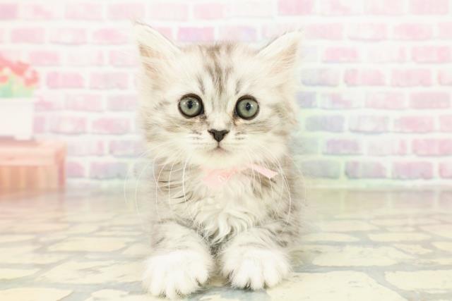 茨城県のミヌエット (Coo&RIKU筑西店/2025年11月9日生まれ/女の子/シルバータビー)の子猫の1枚目の画像