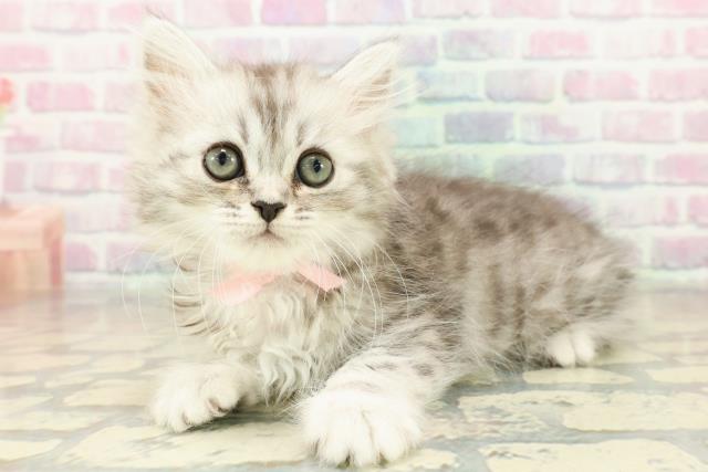 茨城県のミヌエット (Coo&RIKU筑西店/2025年11月9日生まれ/女の子/シルバータビー)の子猫の2枚目の画像