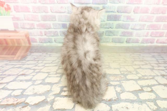 茨城県のミヌエット (Coo&RIKU筑西店/2025年11月9日生まれ/女の子/シルバータビー)の子猫の4枚目の画像