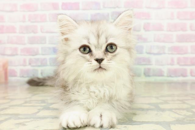 茨城県のミヌエット (Coo&RIKU日立店/2025年11月9日生まれ/女の子/シルバータビー)の子猫の1枚目の画像