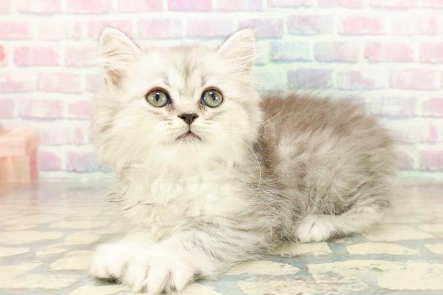 茨城県のミヌエット (Coo&RIKU日立店/2025年11月9日生まれ/女の子/シルバータビー)の子猫の2枚目の画像