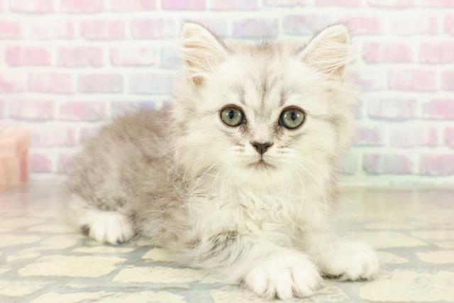 茨城県のミヌエット (Coo&RIKU日立店/2025年11月9日生まれ/女の子/シルバータビー)の子猫の3枚目の画像