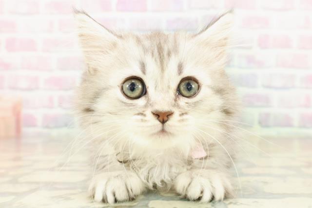 神奈川県のミヌエット (Coo&RIKU平塚店/2025年11月9日生まれ/女の子/シルバータビー)の子猫の1枚目の画像