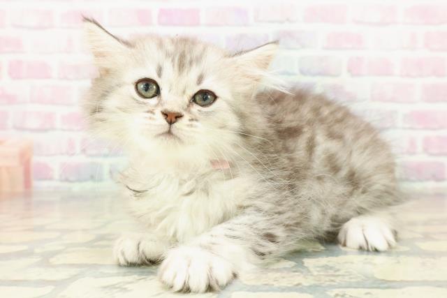 神奈川県のミヌエット (Coo&RIKU平塚店/2025年11月9日生まれ/女の子/シルバータビー)の子猫の2枚目の画像