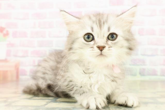 神奈川県のミヌエット (Coo&RIKU平塚店/2025年11月9日生まれ/女の子/シルバータビー)の子猫の3枚目の画像