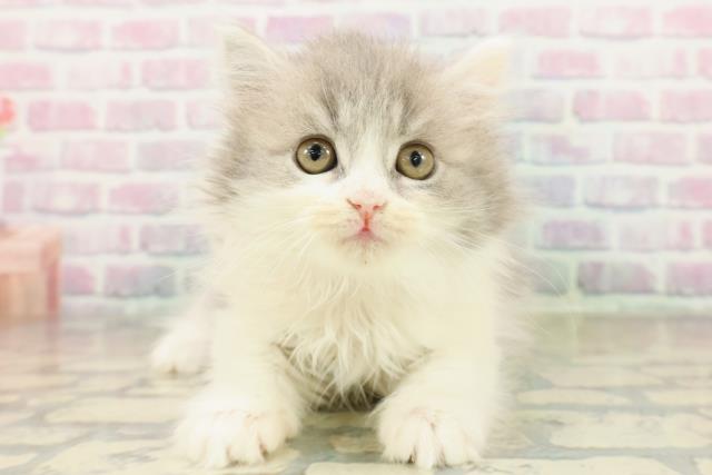 栃木県のスコティッシュフォールド (Coo&RIKU宇都宮店/2025年11月9日生まれ/女の子/ブルータビーホワイト)の子猫の1枚目の画像