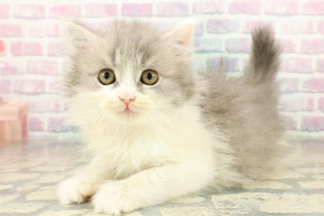 栃木県のスコティッシュフォールド (Coo&RIKU宇都宮店/2025年11月9日生まれ/女の子/ブルータビーホワイト)の子猫の2枚目の画像