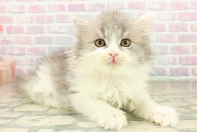 栃木県のスコティッシュフォールド (Coo&RIKU宇都宮店/2025年11月9日生まれ/女の子/ブルータビーホワイト)の子猫の3枚目の画像