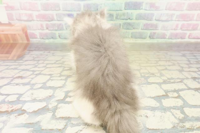 栃木県のスコティッシュフォールド (Coo&RIKU宇都宮店/2025年11月9日生まれ/女の子/ブルータビーホワイト)の子猫の4枚目の画像