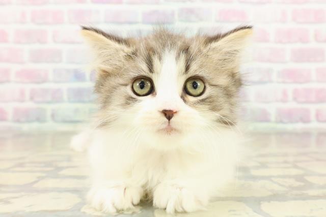 神奈川県のスコティッシュフォールド (Coo&RIKU藤沢店/2025年11月9日生まれ/女の子/ブラウンタビーホワイト)の子猫の1枚目の画像