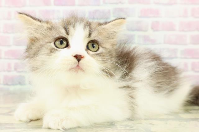 神奈川県のスコティッシュフォールド (Coo&RIKU藤沢店/2025年11月9日生まれ/女の子/ブラウンタビーホワイト)の子猫の2枚目の画像