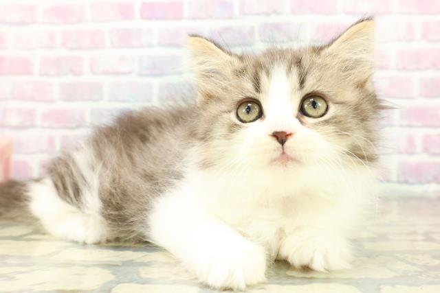 神奈川県のスコティッシュフォールド (Coo&RIKU藤沢店/2025年11月9日生まれ/女の子/ブラウンタビーホワイト)の子猫の3枚目の画像