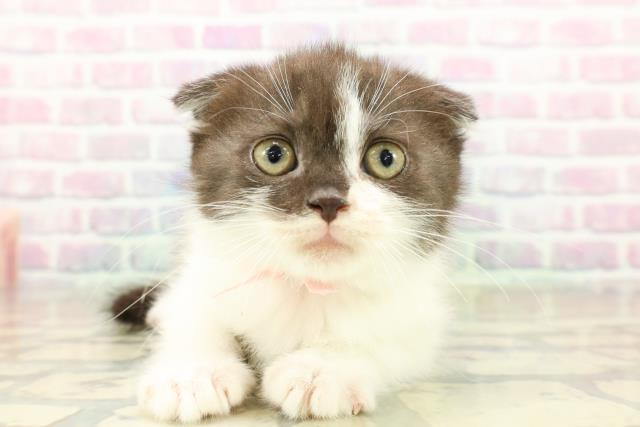 茨城県のスコティッシュフォールド (Coo&RIKU筑西店/2025年11月9日生まれ/女の子/ブラックホワイト)の子猫の1枚目の画像