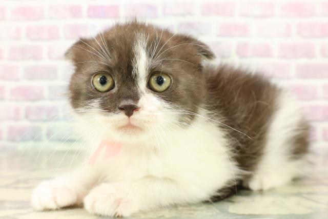 茨城県のスコティッシュフォールド (Coo&RIKU筑西店/2025年11月9日生まれ/女の子/ブラックホワイト)の子猫の2枚目の画像