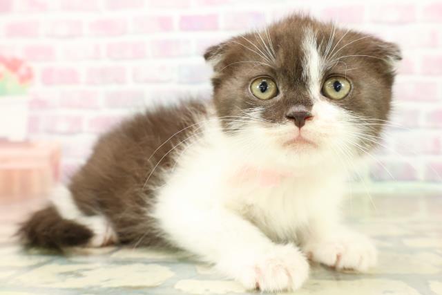 茨城県のスコティッシュフォールド (Coo&RIKU筑西店/2025年11月9日生まれ/女の子/ブラックホワイト)の子猫の3枚目の画像