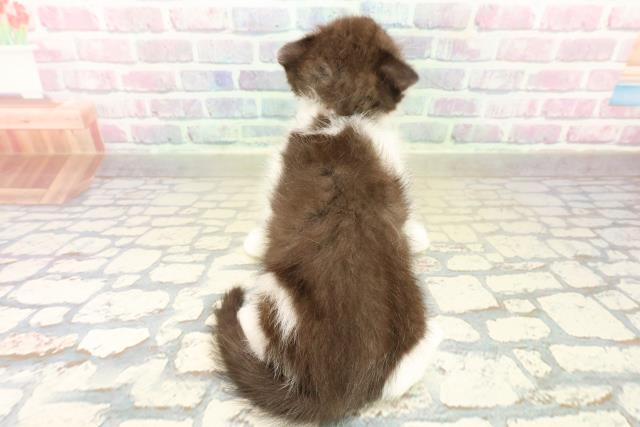 茨城県のスコティッシュフォールド (Coo&RIKU筑西店/2025年11月9日生まれ/女の子/ブラックホワイト)の子猫の4枚目の画像