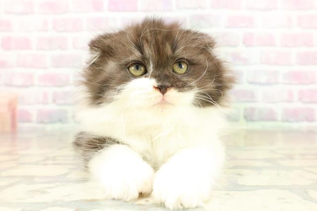 神奈川県のスコティッシュフォールド (Coo&RIKU横浜港南台店/2025年11月9日生まれ/女の子/ブラックホワイト)の子猫の1枚目の画像