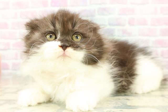 神奈川県のスコティッシュフォールド (Coo&RIKU横浜港南台店/2025年11月9日生まれ/女の子/ブラックホワイト)の子猫の2枚目の画像