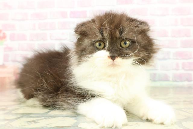 神奈川県のスコティッシュフォールド (Coo&RIKU横浜港南台店/2025年11月9日生まれ/女の子/ブラックホワイト)の子猫の3枚目の画像