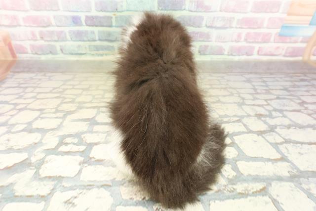 神奈川県のスコティッシュフォールド (Coo&RIKU横浜港南台店/2025年11月9日生まれ/女の子/ブラックホワイト)の子猫の4枚目の画像